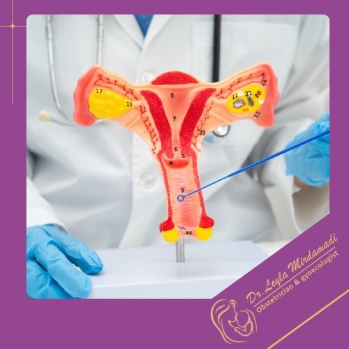 HPV چیست؟